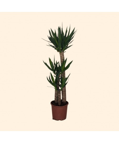 3lü Yucca Ağacı (ORTA)