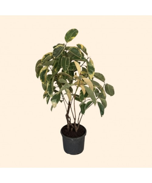Ficus Tineke Kauçuk Ficus Tineke Kauçuk