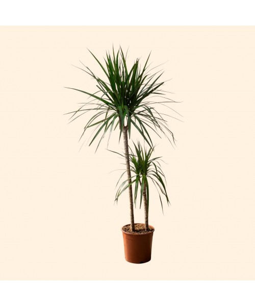 2li Dracena Marginata (130cm)