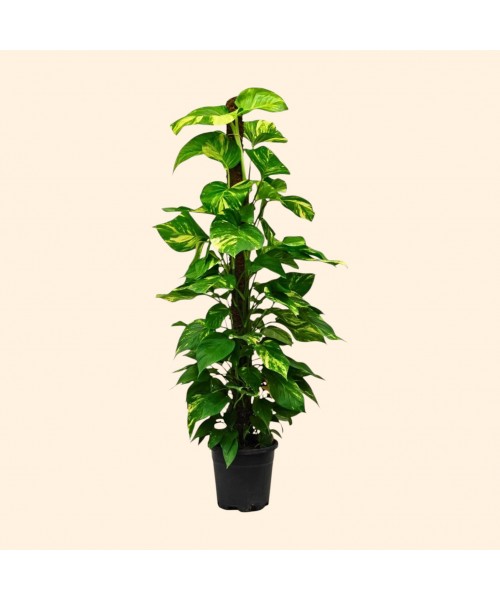 Epipremnum Salon Sarmaşığı Dev (Büyük)