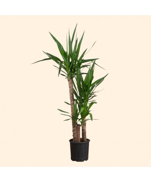 3lü Yucca Ağacı Büyük 190cm