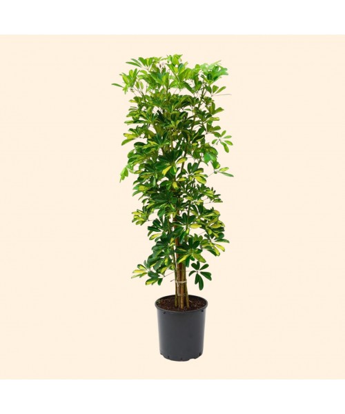 Schefflera (Şeflera) Bitkisi Schefflera (Şeflera) Bitkisi