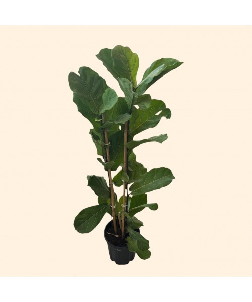 Keman Yapraklı Ficus Kauçuk Keman Yapraklı Ficus Kauçuk