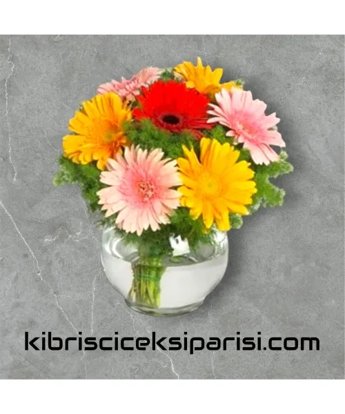 Fanusta Gerbera