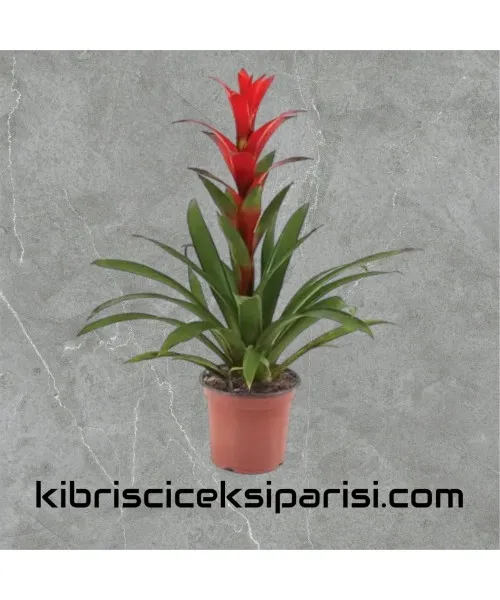 Kırmızı Guzmania