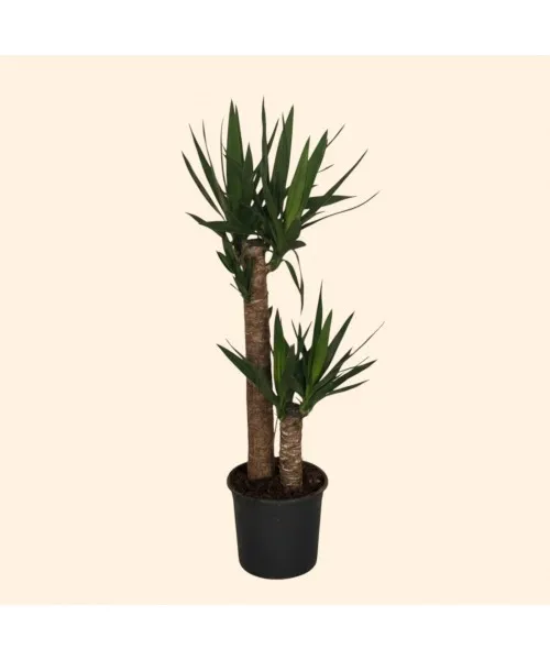 2Lİ Yucca Küçük