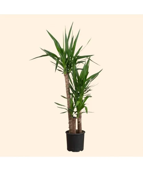 3lü Yucca Ağacı Büyük 190cm