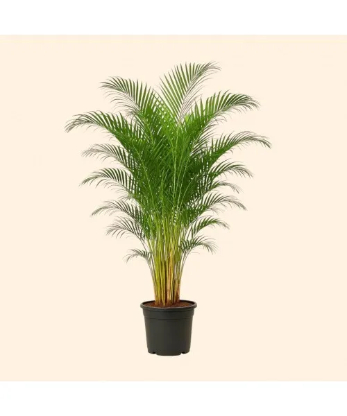 Areca